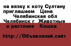 на вязку к коту Султану приглашаем › Цена ­ 3 000 - Челябинская обл., Челябинск г. Животные и растения » Кошки   